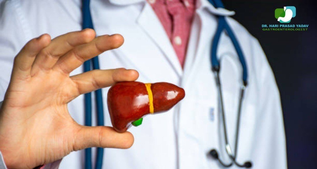 A doctor holding a model of a human liver.